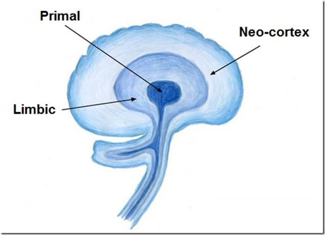 The Psychology Of Conversion Optimization: Anatomy Of The Brain