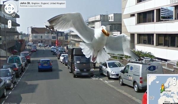 1. Seagulls Photobombing Google Street View